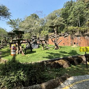 Safari - Bornean Orangutan Exhibit