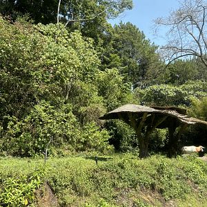 Safari - Scimitar-horned Oryx Exhibit