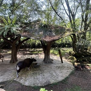 Safari - Banteng Exhibit