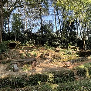 Safari - Capybara Exhibit