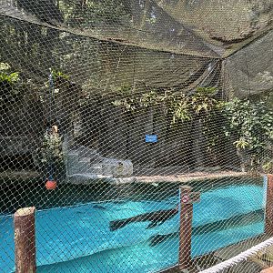 Steller Sea Lion Exhibit