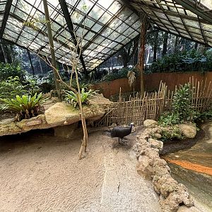 Cassowary Exhibit