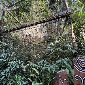 Papuan Hornbill Aviary