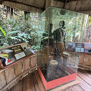 Wreathed Hornbill Aviary