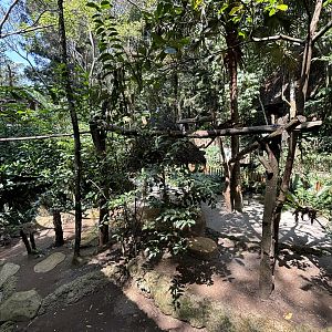 Grizzled Tree Kangaroo Exhibit