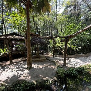 Grizzled Tree Kangaroo Exhibit