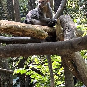 Grizzled Tree Kangaroo