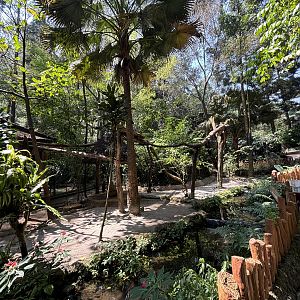 Grizzled Tree Kangaroo Exhibit