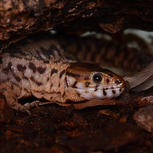 Smith's tropical night lizard (Lepidophyma smithii)