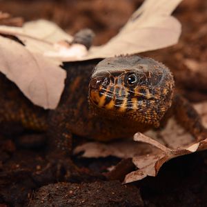 Yellow-spotted tropical night lizard (Lepidophyma flavimaculatum)