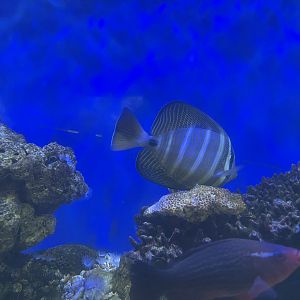 red sea sailfin tang (zebrasoma desjardinii)