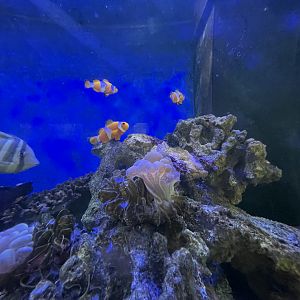 ocellaris clownfish (amphiprion ocellaris)