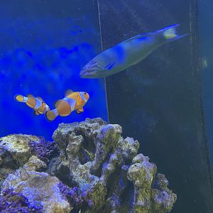 moon wrasse (thalassoma lunare) & ocellaris clownfish (amphiprion ocellaris)