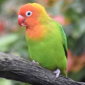 Nyasa Lovebird (Agapornis lilianae)
