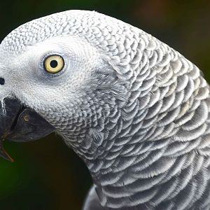 Grey Parrot (Psittacus erithacus)