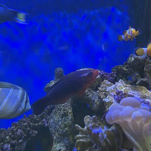 dusky parrotfish (scarus niger)