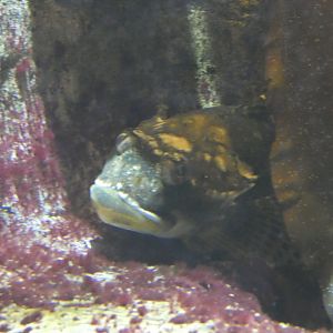 ID? - Aquarium du Quebec