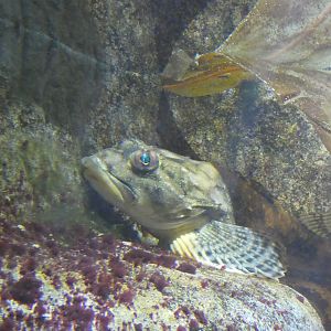 ID? - Aquarium du Quebec