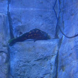 ID? - Aquarium du Quebec