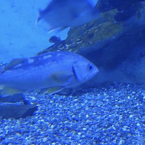 ID? - Aquarium du Quebec