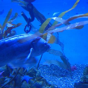 ID? - Aquarium du Quebec