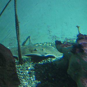 ID? - Aquarium du Quebec