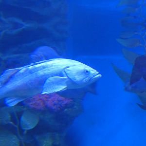 ID? - Aquarium du Quebec