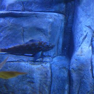 ID? - Aquarium du Quebec