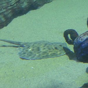 ID? - Aquarium du Quebec