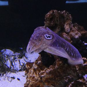 ID? - Aquarium du Quebec