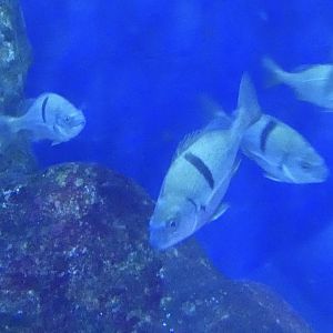 ID? - Aquarium du Quebec