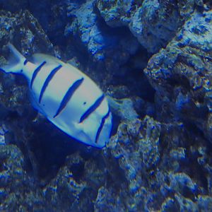 ID? - Aquarium du Quebec