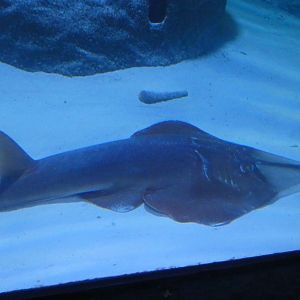 ID? - Aquarium du Quebec