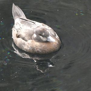 ID? - Montreal Biodome