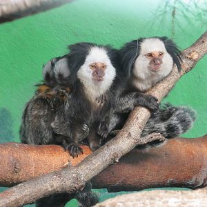 White-headed Marmosets with babies on board