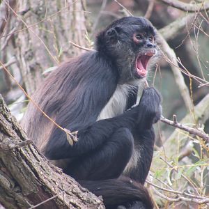 Mexican Spider Monkey