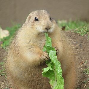 Black-tailed Prairie Dog