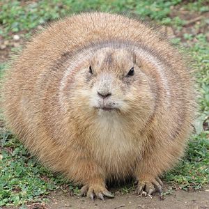 Black-tailed Prairie Dog