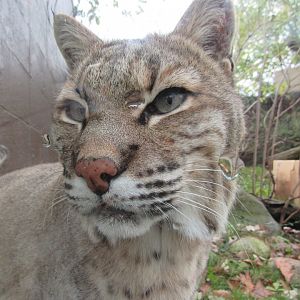 Bobcat close-up