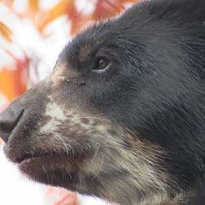 Andean Bear close-up