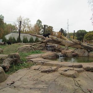 Andean Bear Exhibit