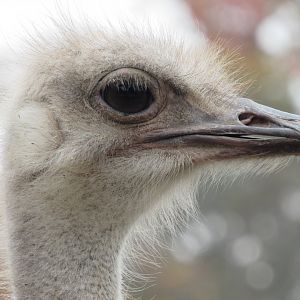 Ostrich close-up