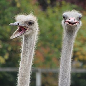 Common Ostriches
