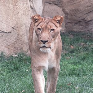 African Lioness Shtuko