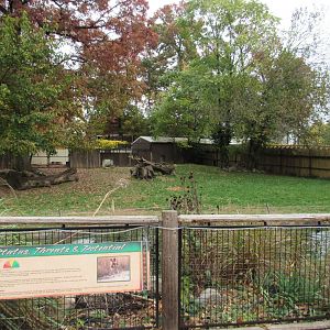 African Painted Dog Exhibit with chain link fence removed