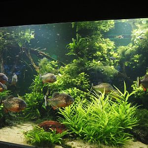 Red-bellied piranha, Hatchetfish and Endler's guppy tank, 2024-06-08