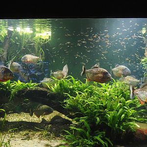 Red-bellied piranha, Hatchetfish and Endler's guppy tank, 2024-06-08