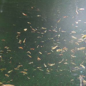 Endler's guppies (Poecilia wingei), 2024-06-08