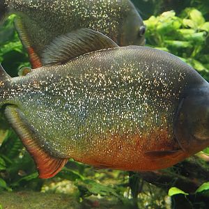 Red-bellied piranha (Pygocentrus nattereri), 2024-06-08