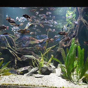 Madagascar cichlid and Madagascar silverside tank, 2024-06-08